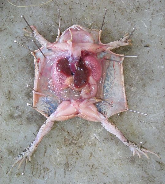 Файл:Frog vivisection.jpg