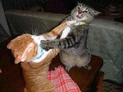 Файл:Cats fight.jpg