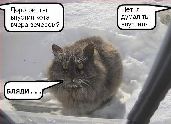 Файл:Frozen cat.jpg