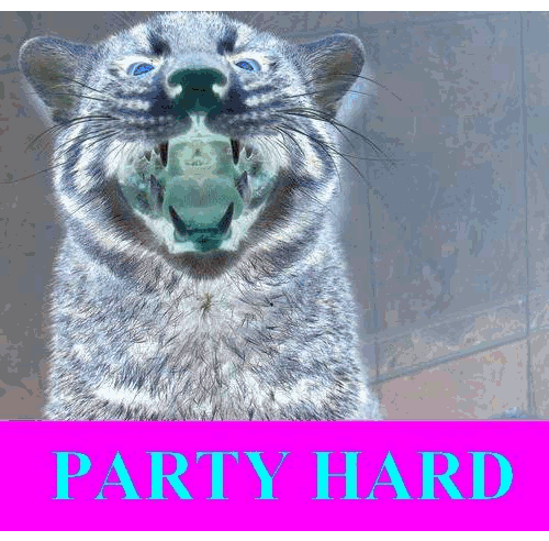 Файл:Fishing cat party hard.png