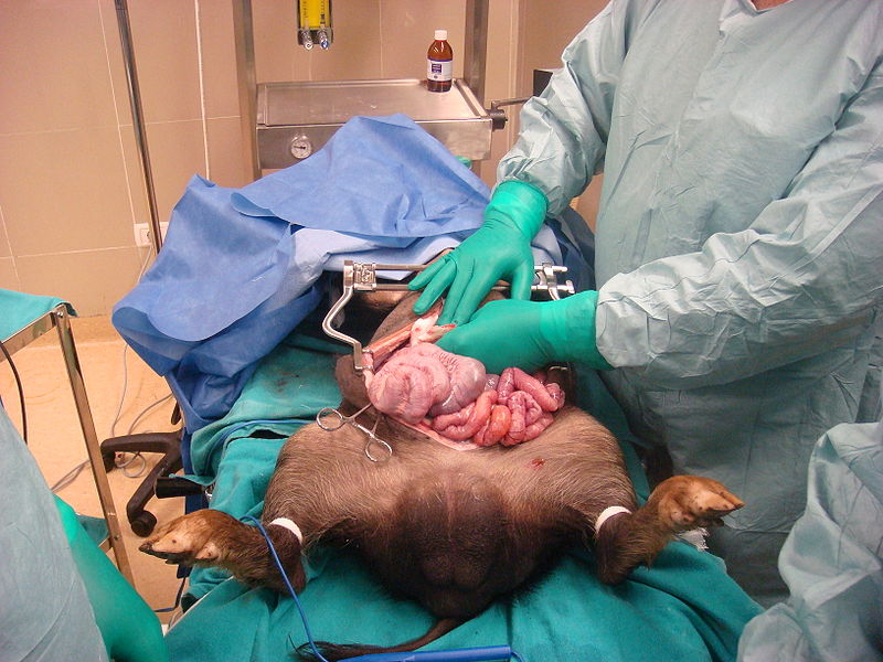 Файл:Medic pig surgery.JPG