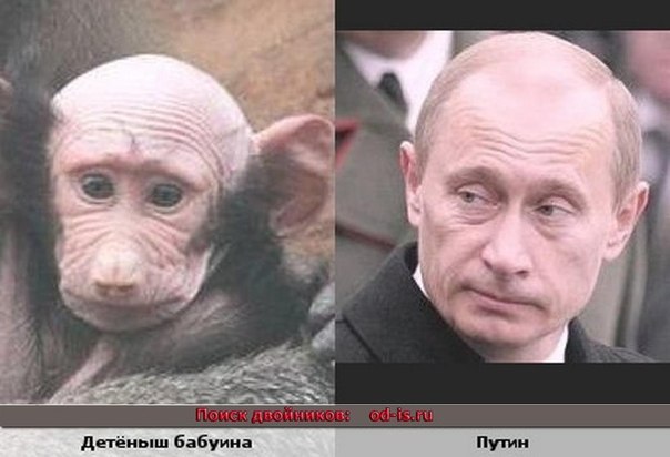 Файл:Baboon&Putin.jpg