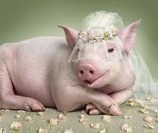 Файл:Pig wife.jpg