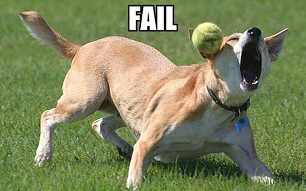 Файл:Dog fail.jpg