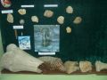 Фрагменты скелета мамонта (найдены в долине реки Мизгея). Экспонат Одоевского краеведческого музея