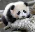 Монорельсовая панда