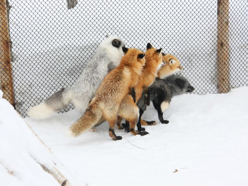 Файл:Foxes.jpg
