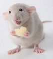 Крыса-кун ест. Это намёк.