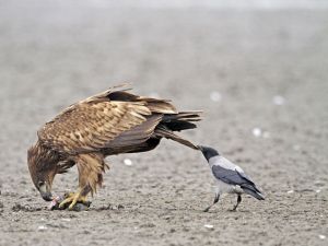 Троллинг в живой природе. Ворона дергает крупногабаритную птицу во время обеда...