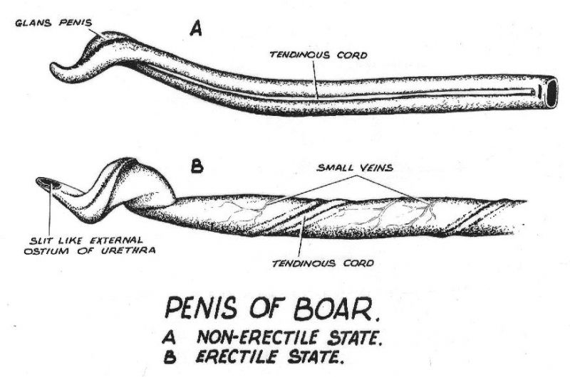 Файл:Boar penis.jpg
