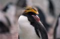 Золотоволосый пингвин aka Macaroni Penguin. Характер стойкий, антарктический. Сноб