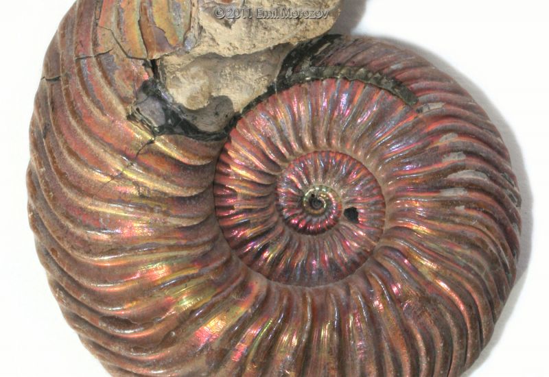Файл:Ammonite.jpg