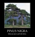 Pinus ni-- WAIT. WAT?