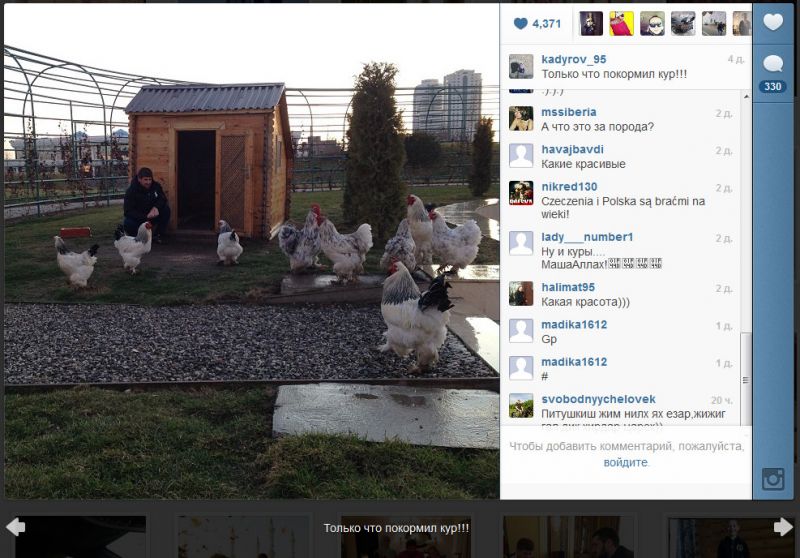 Файл:Kadyrov chicks.jpg