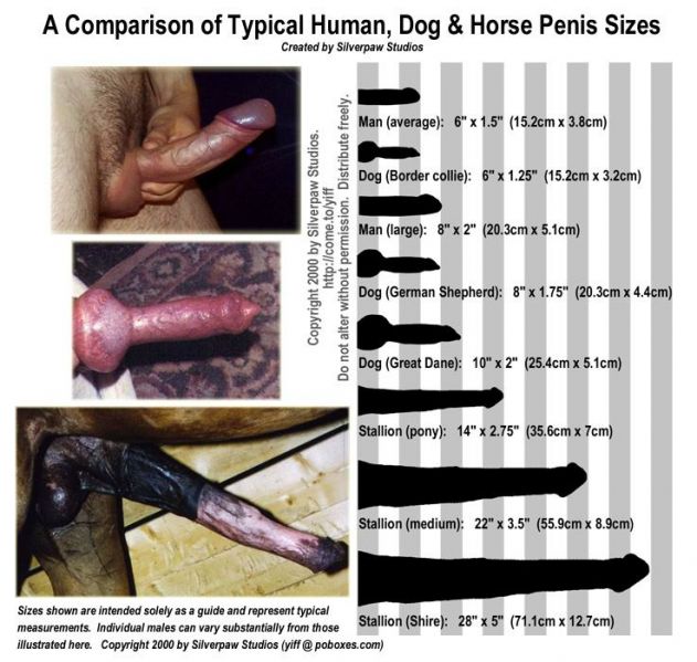 Файл:Zoo penis sizes.jpg