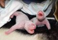 А этот маленький пиздец — новорождённые панды.