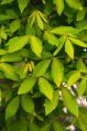 Клён Максимовича (Acer maximowiczianum) в природе растёт в Китае. Листья тройчатые, осенью краснеют. Кора тёмно-серая, черноватая.
