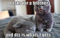 «Я просил братика, а что получил?»