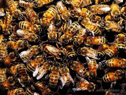 Не грози африканским пчёлам