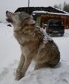 Волк, пойманный на удочку и замёрзший.