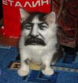 Котик Сталина
