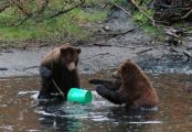 Медведики развлекаются со своей игрушечной партией