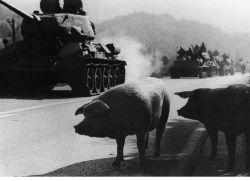 Боевые противопехотные свиньи наступают при поддержке танкового корпуса