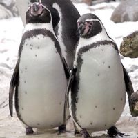 Знаменитые гей-пингвины