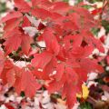 Клён серый (Acer griseum) из Китая. Осенняя листва краснеет. Кора рыжеватого цвета, шелушится большими лоскутами.